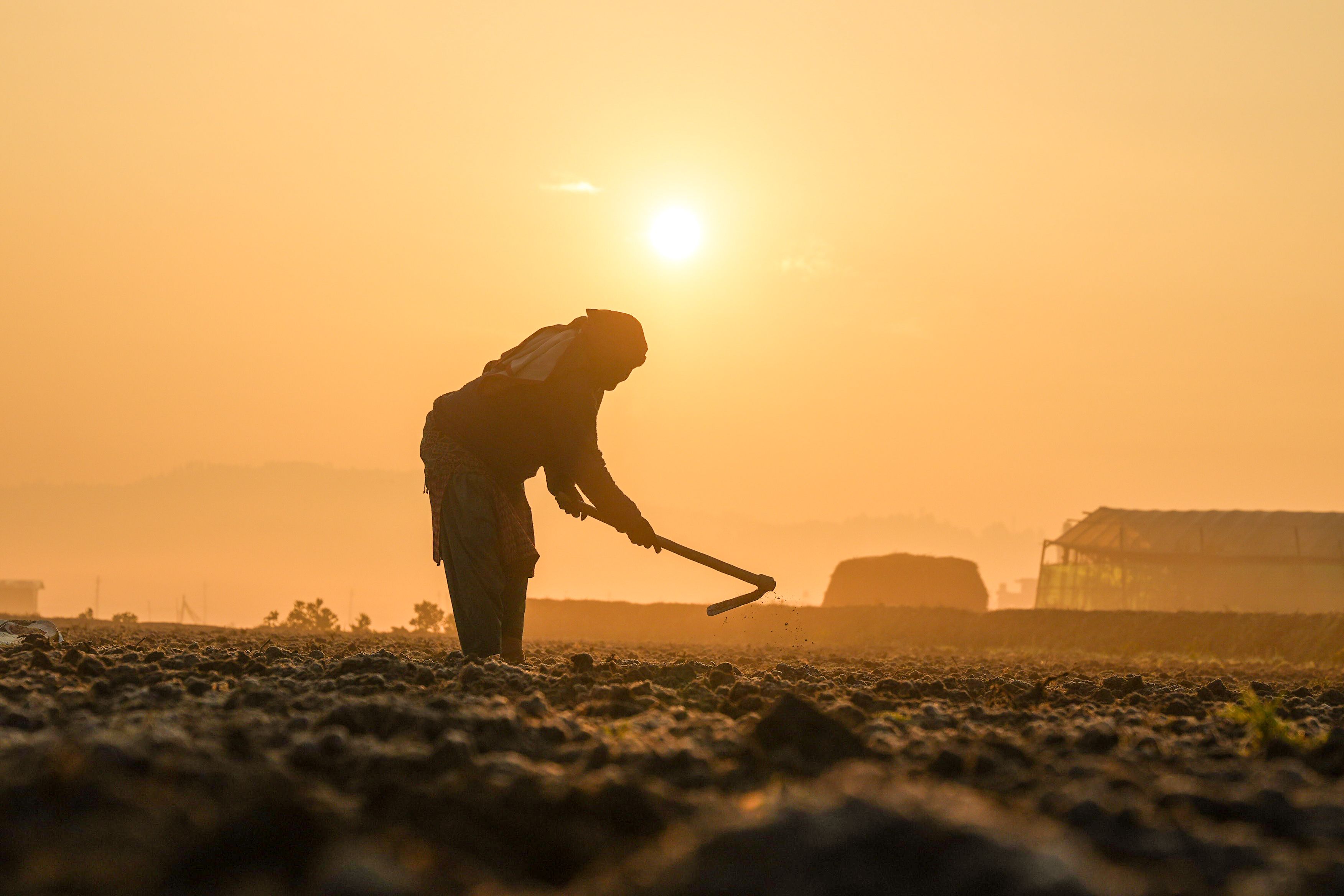 Farm field at sunrise